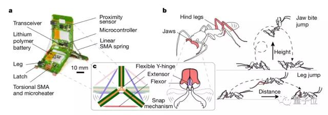 仿生蚂蚁机器人面世，分工协力搬重物，跳高跨栏都能行丨Nature